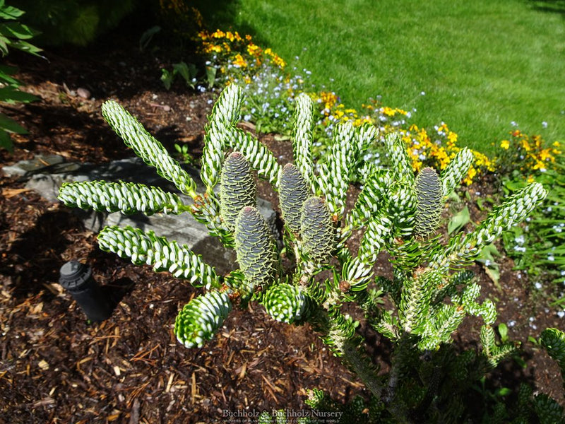 Abies koreana 'Kohout’s Icebreaker' Korean Fir
