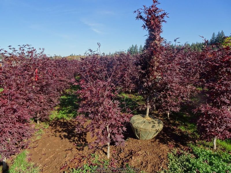 Acer palmatum 'Emperor 1' Japanese Maple Tree