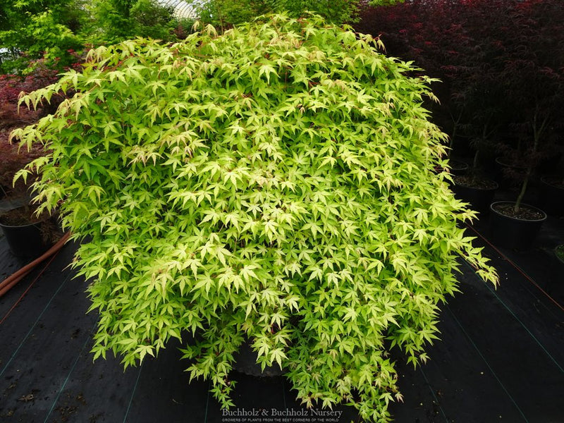 Acer palmatum 'Golden Falls' Weeping Golden Japanese Maple