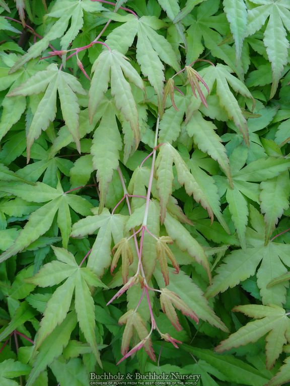 Acer palmatum 'Golden Falls' Weeping Golden Japanese Maple