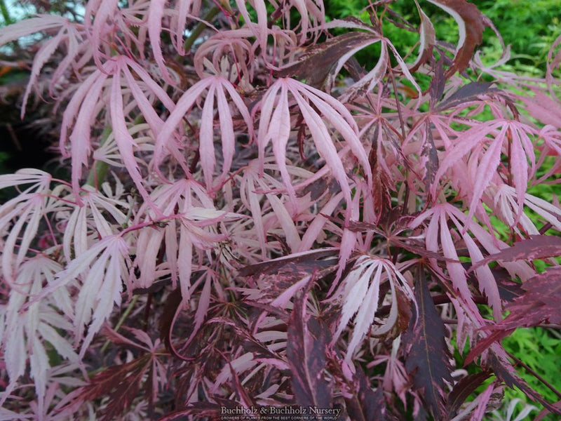 Acer palmatum 'Lileeane's Jewel' Japanese Maple