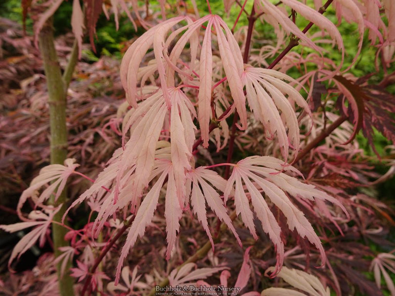 Acer palmatum 'Lileeane's Jewel' Japanese Maple