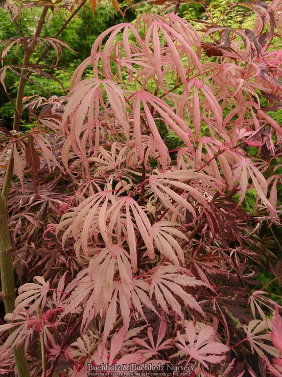 Acer palmatum 'Lileeane's Jewel' Japanese Maple