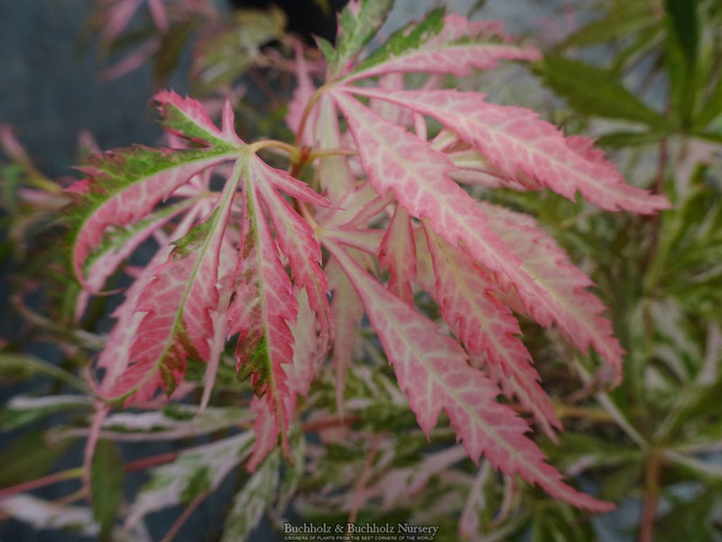 Acer palmatum 'Lileeane's Jewel' Japanese Maple
