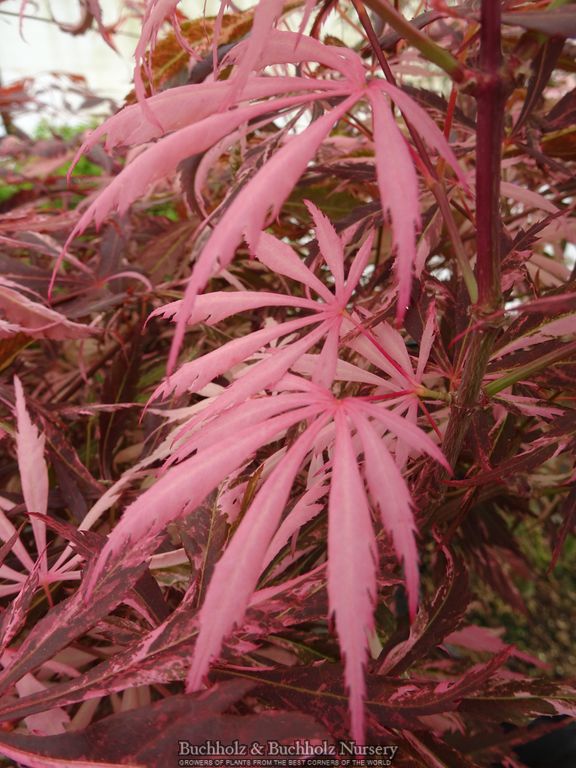 Acer palmatum 'Lileeane's Jewel' Japanese Maple
