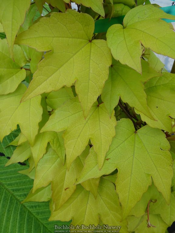 Parthenocissus tricuspidata 'Fenway Park' Golden Boston Ivy