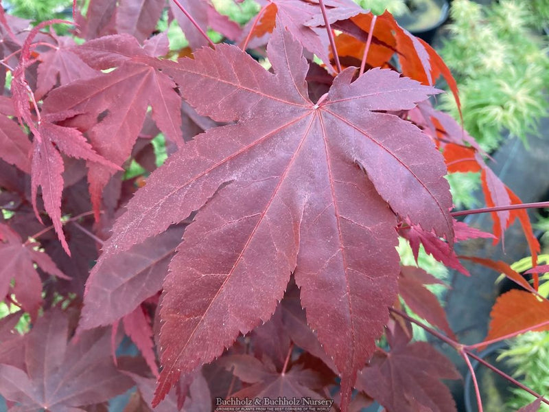 Acer oliverianum 'Hot Sauce' Japanese Maple