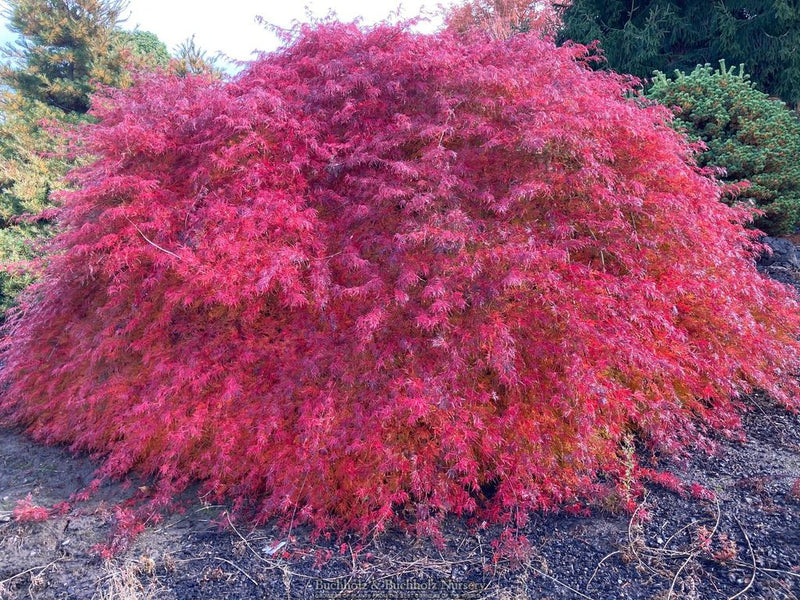 Acer palmatum 'Emerald Lace' Japanese Maple