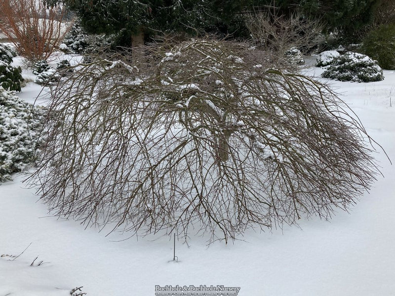 Acer palmatum 'Emerald Lace' Japanese Maple