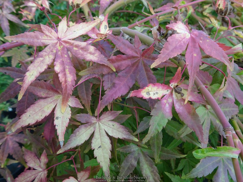 Acer palmatum 'Golden Falls' Weeping Golden Japanese Maple