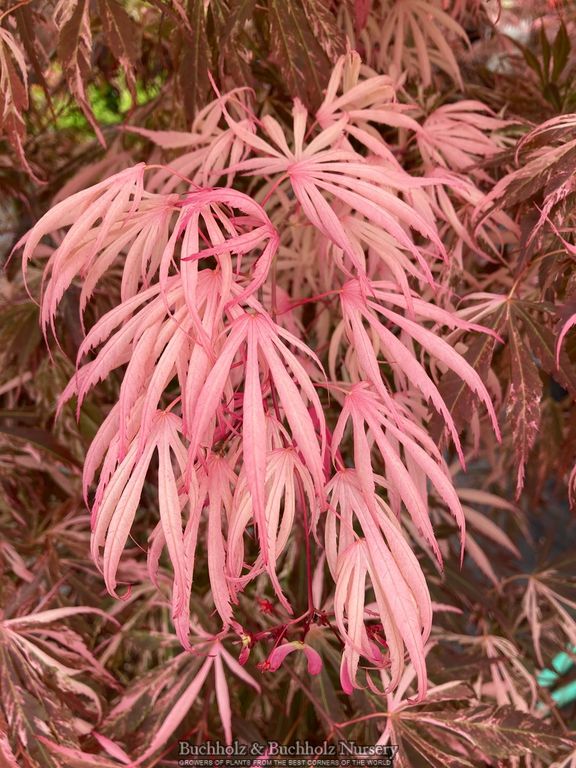 Acer palmatum 'Lileeane's Jewel' Japanese Maple
