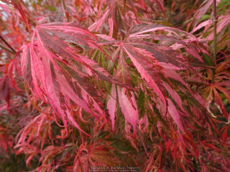 Acer palmatum 'Lileeane's Jewel' Japanese Maple