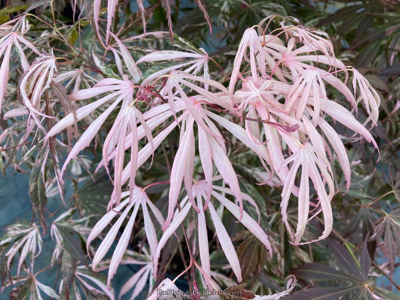 Acer palmatum 'Lileeane's Jewel' Japanese Maple