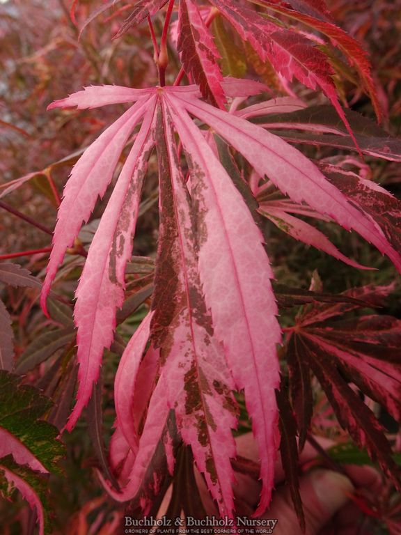 Acer palmatum 'Lileeane's Jewel' Japanese Maple