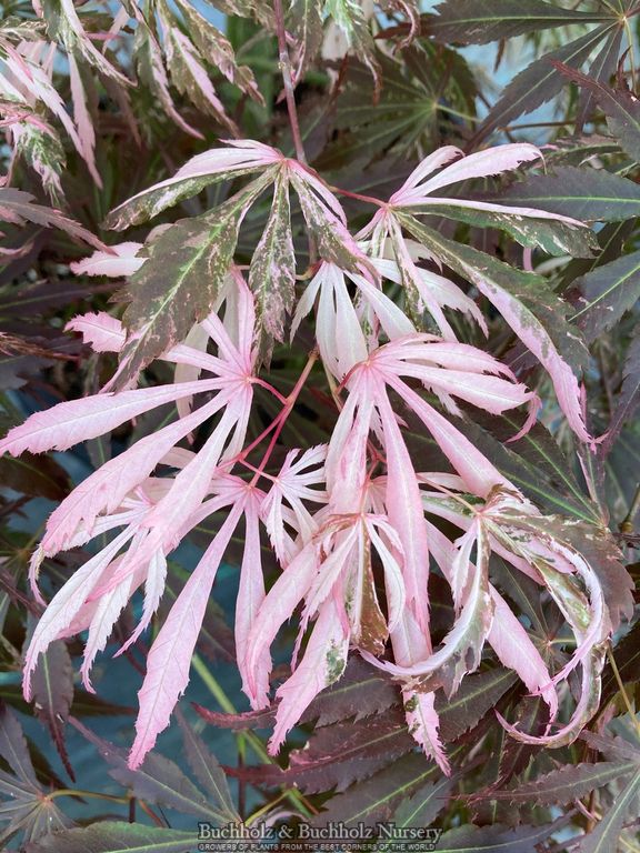 Acer palmatum 'Lileeane's Jewel' Japanese Maple