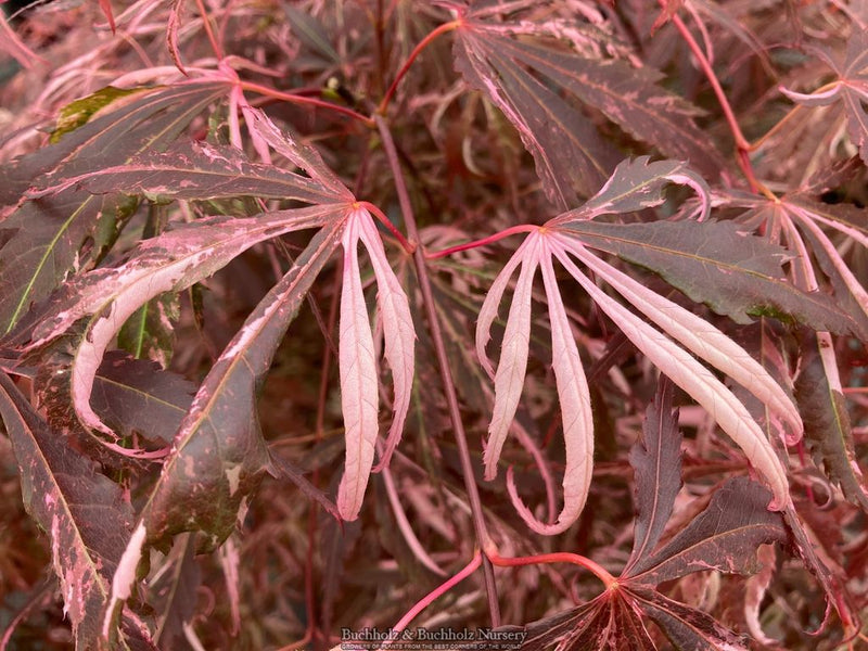 Acer palmatum 'Lileeane's Jewel' Japanese Maple