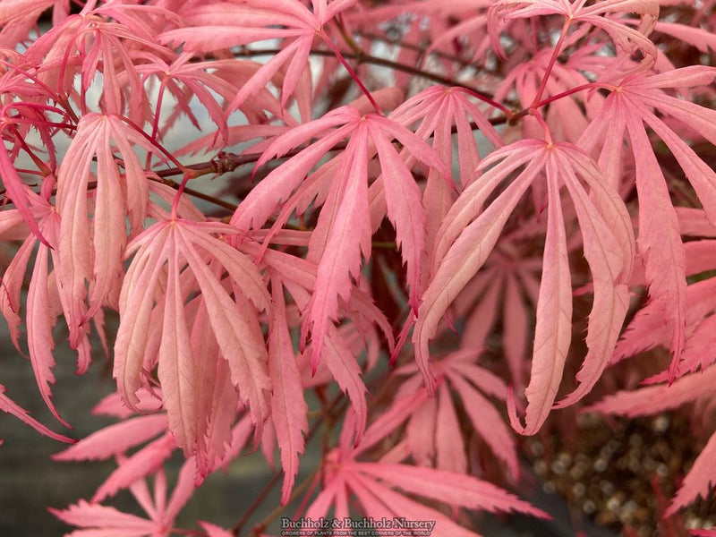 Acer palmatum 'Lileeane's Jewel' Japanese Maple