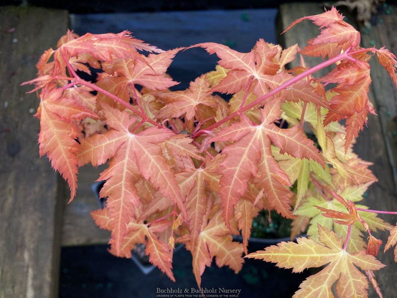 Acer palmatum 'Marmalade' Japanese Maple