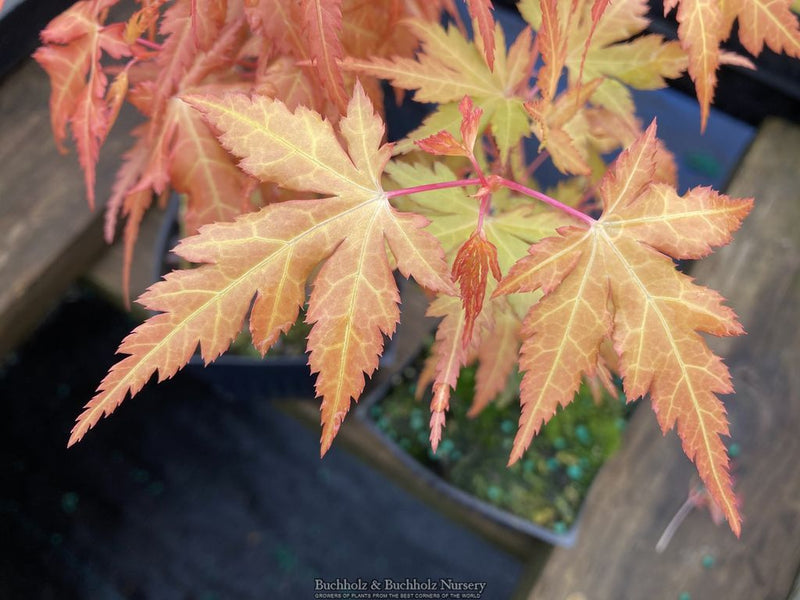 Acer palmatum 'Marmalade' Japanese Maple