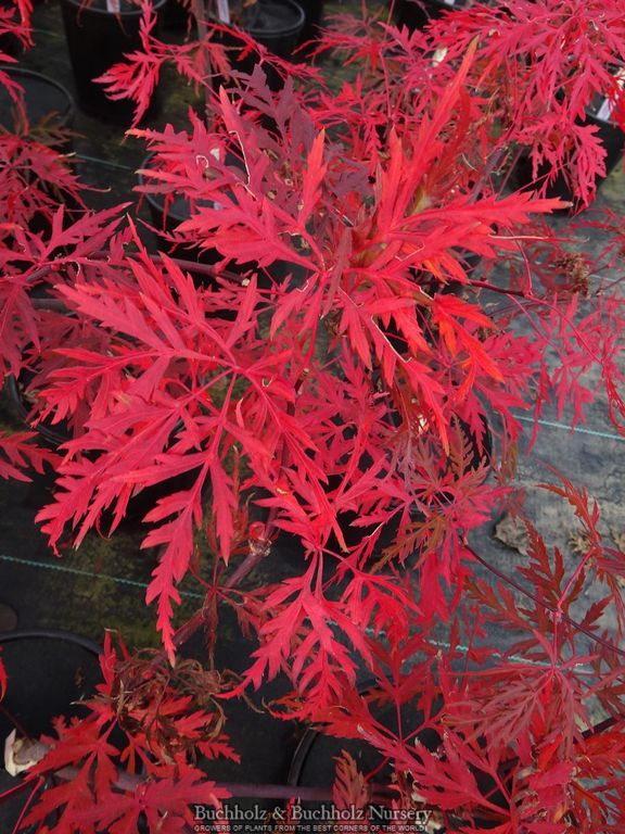 Acer palmatum 'Orangeola' Japanese Maple