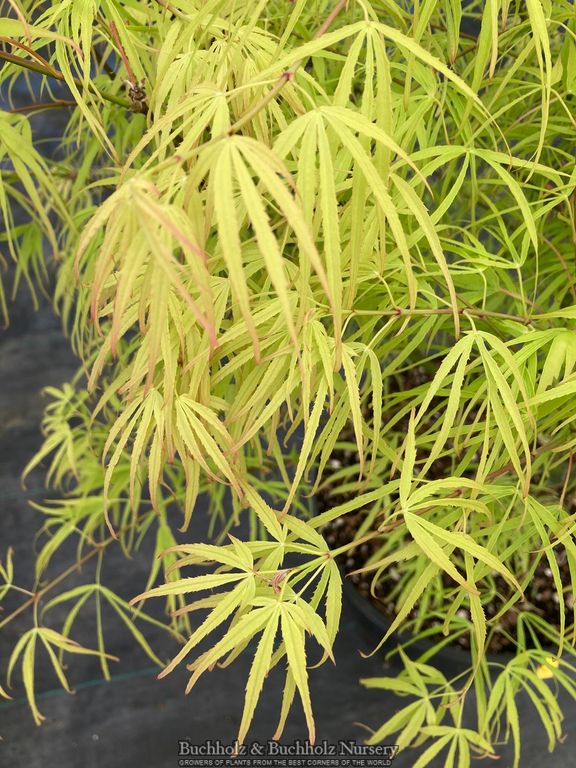 Acer palmatum 'Yellow Threads' Japanese Maple