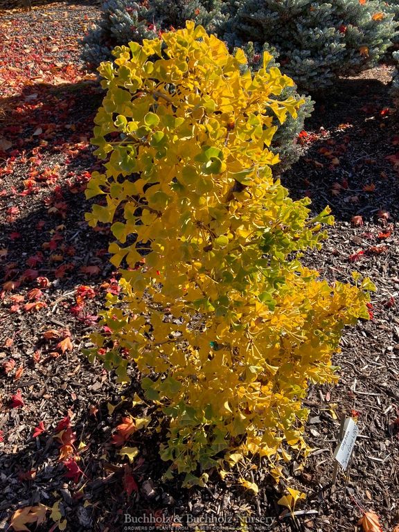 Ginkgo biloba 'Spring Grove' Dwarf Ginkgo Tree