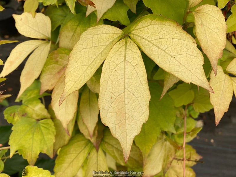 Parthenocissus tricuspidata 'Fenway Park' Golden Boston Ivy