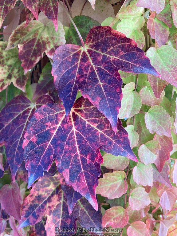 Parthenocissus tricuspidata 'Fenway Park' Golden Boston Ivy