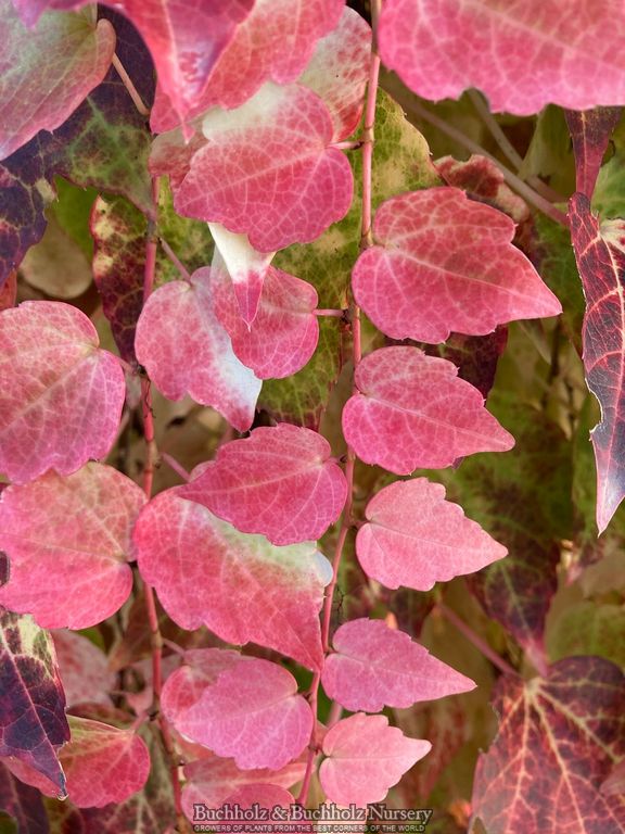 Parthenocissus tricuspidata 'Fenway Park' Golden Boston Ivy