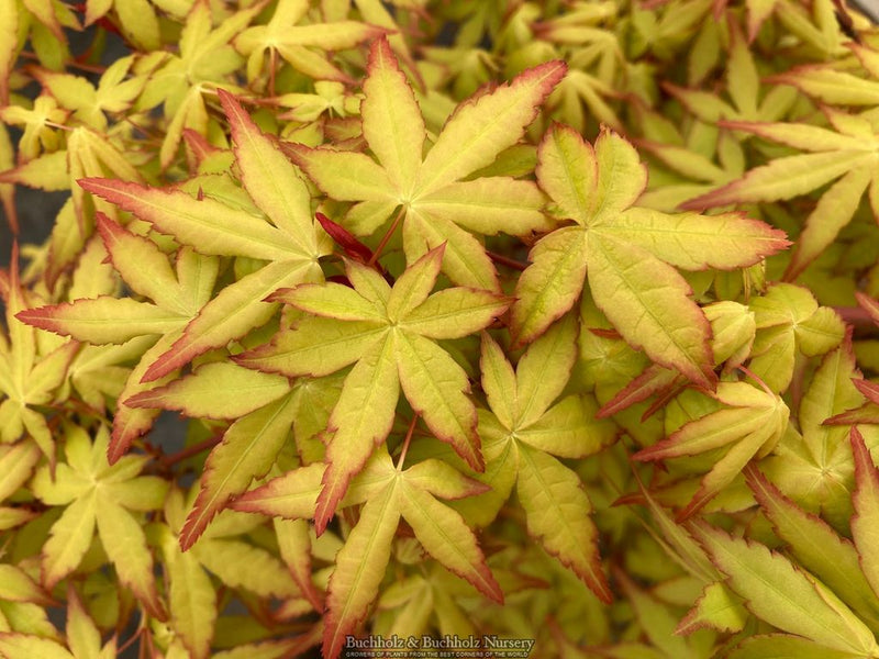 Acer palmatum 'Golden Falls' Weeping Golden Japanese Maple