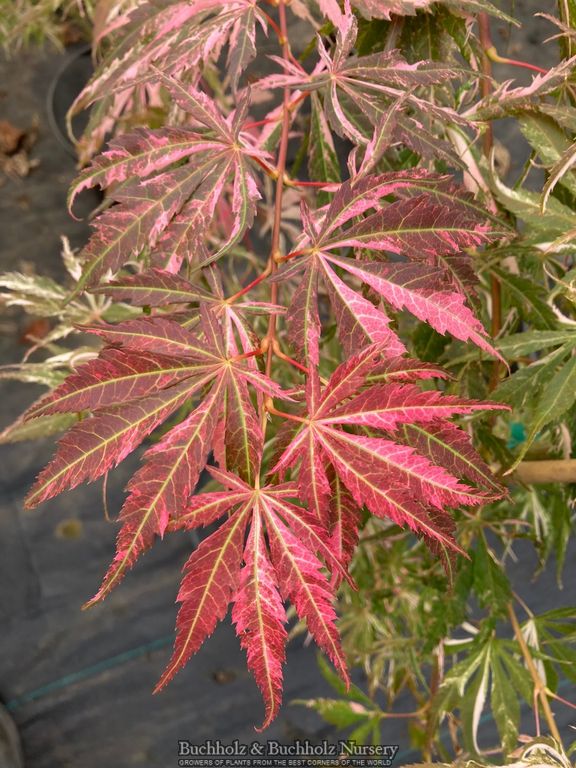 Acer palmatum 'Lileeane's Jewel' Japanese Maple