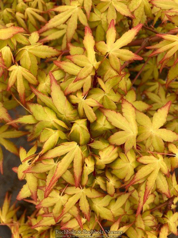 Acer palmatum 'Golden Falls' Weeping Golden Japanese Maple