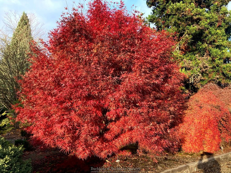 Acer palmatum 'Hubbs Red Willow' Japanese Maple