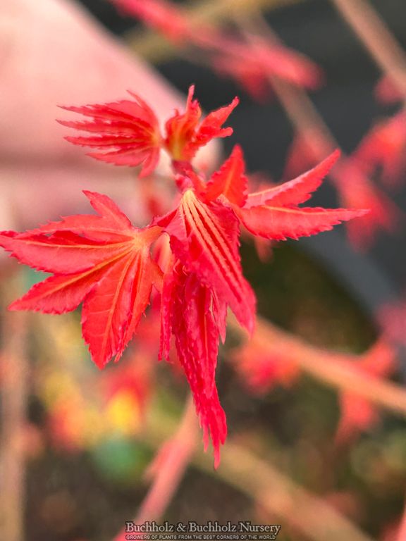 Acer palmatum 'Marmalade' Japanese Maple