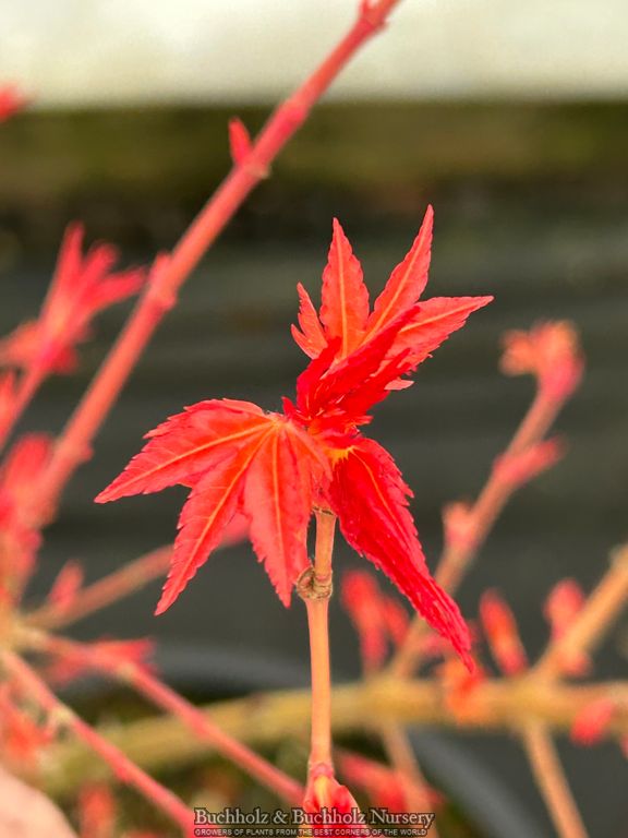 Acer palmatum 'Marmalade' Japanese Maple