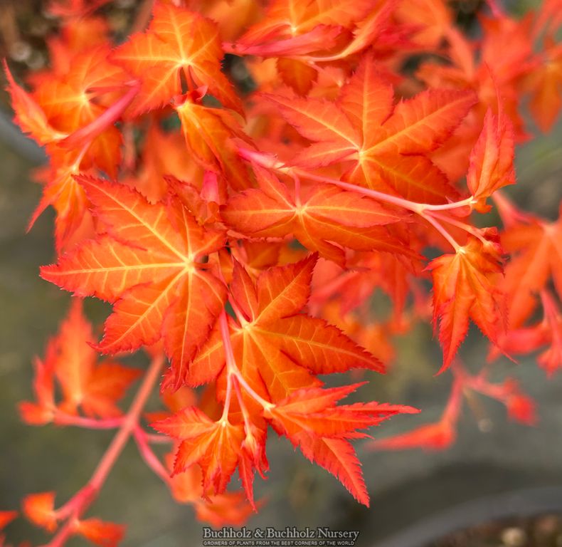 Acer palmatum 'Marmalade' Japanese Maple