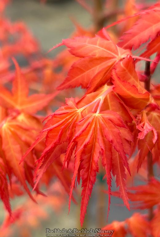 Acer palmatum 'Marmalade' Japanese Maple