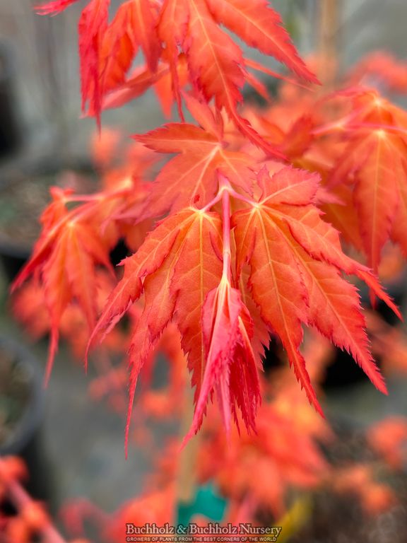 Acer palmatum 'Marmalade' Japanese Maple