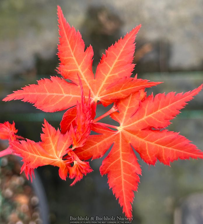 Acer palmatum 'Marmalade' Japanese Maple