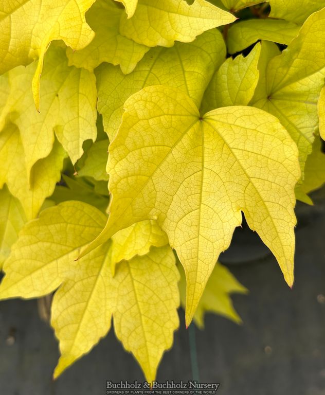 Parthenocissus tricuspidata 'Fenway Park' Golden Boston Ivy