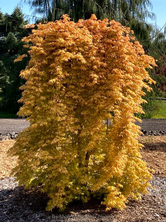 Acer palmatum 'Golden Falls' Weeping Golden Japanese Maple