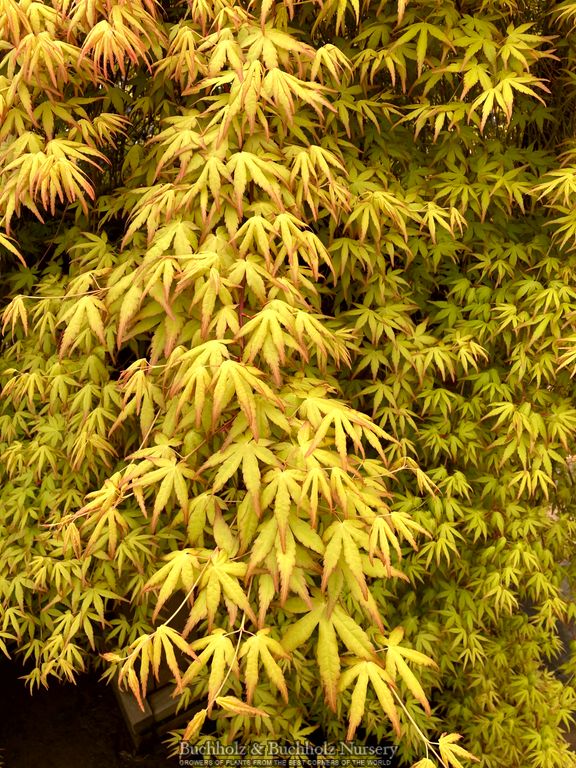 Acer palmatum 'Golden Falls' Weeping Golden Japanese Maple