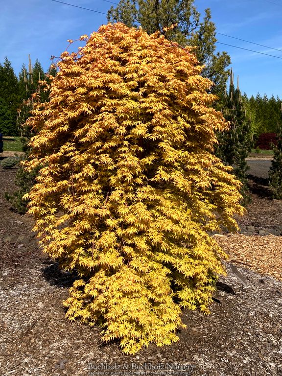 Acer palmatum 'Golden Falls' Weeping Golden Japanese Maple