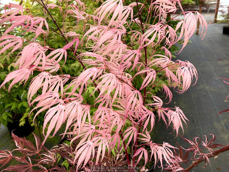 Acer palmatum 'Lileeane's Jewel' Japanese Maple