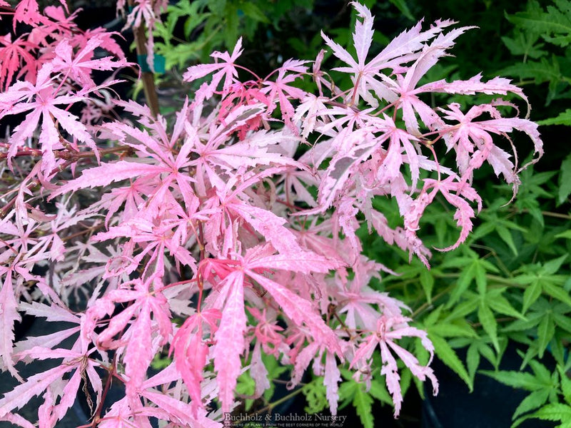 Acer palmatum 'Lileeane's Jewel' Japanese Maple