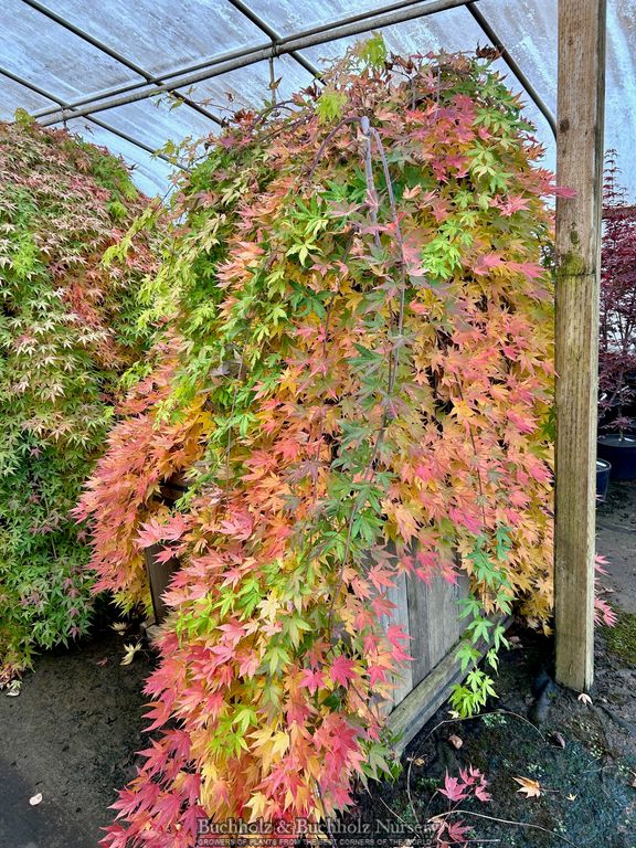 Acer palmatum 'Golden Falls' Weeping Golden Japanese Maple