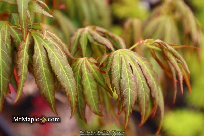 Acer oliverianum 'Hot Chicken' Japanese Maple