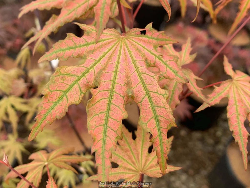 Acer palmatum 'Firefly' Variegated Japanese Maple