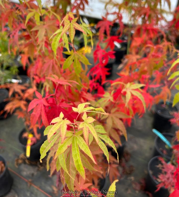 Acer oliverianum 'Hot Chicken' Japanese Maple
