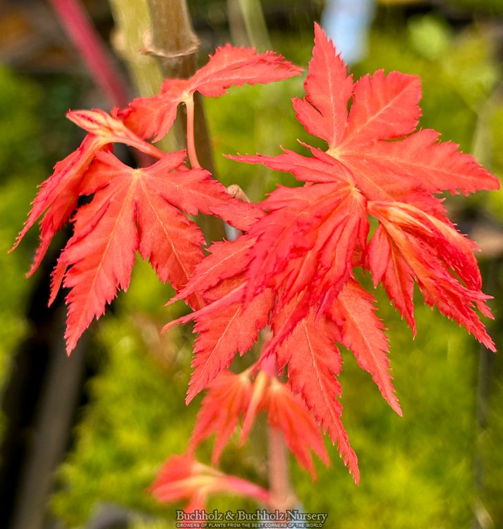 Acer palmatum 'Marmalade' Japanese Maple